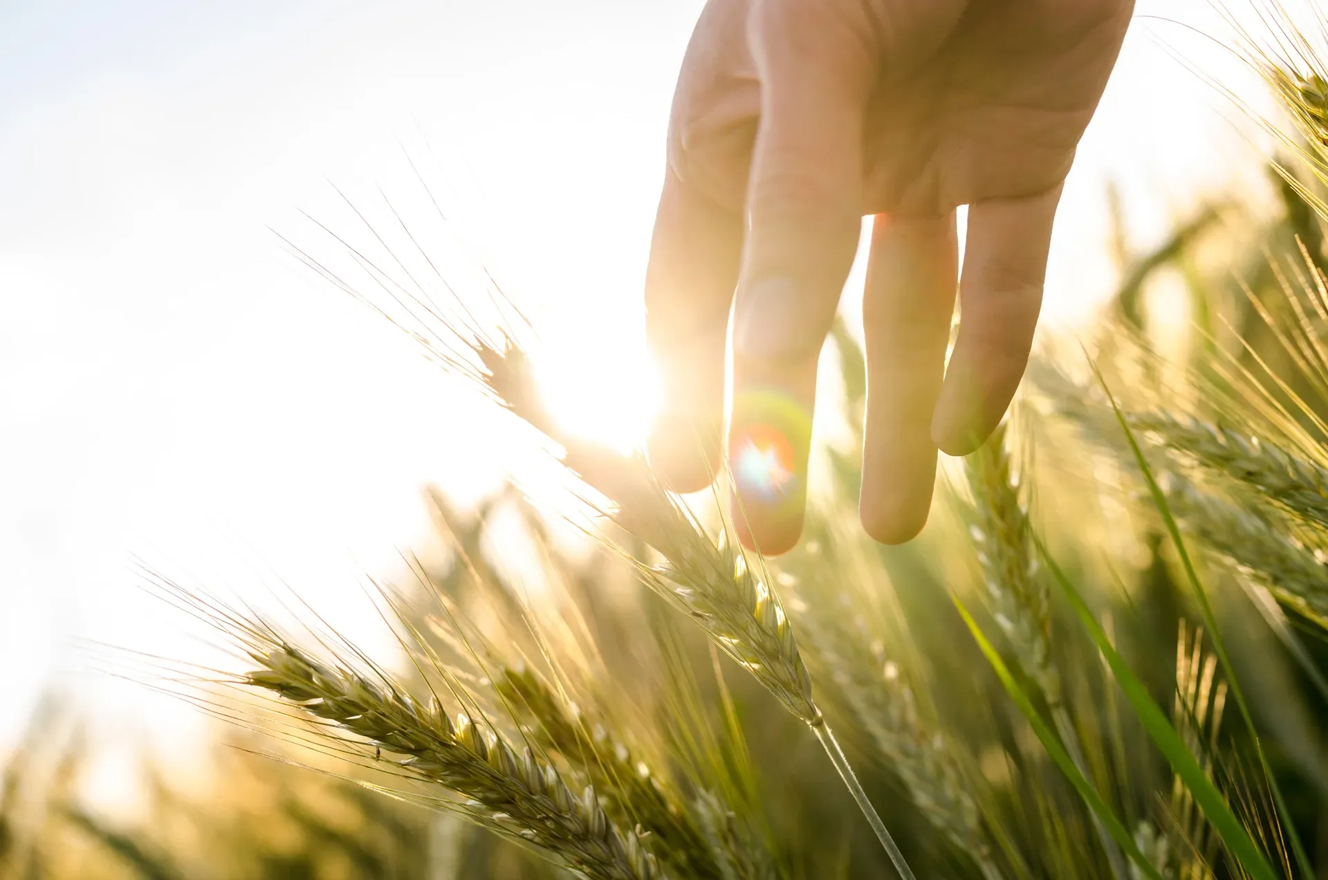 Agricultura